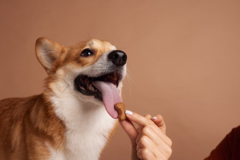 The Growing Appeal of Cannabidiol-Infused Soft Snacks for Dog Health 7 The Growing Appeal of Cannabidiol-Infused Soft Snacks for Dog Health