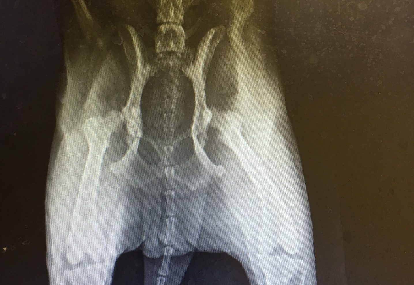 The Ultimate Guide To Canine Mobility & Dog Joint Care