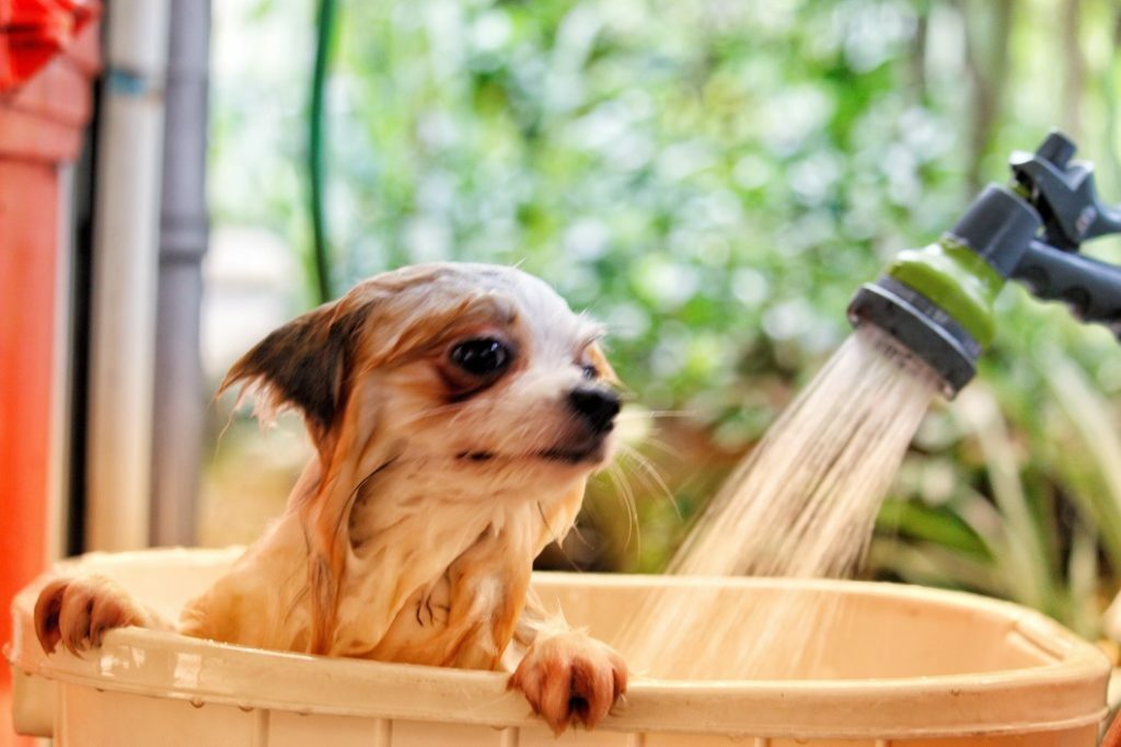 Top Dog Groomers Reveal Professional Secrets (Ultimate Guide To Dog Grooming) 10 Top Dog Groomers Reveal Professional Secrets (Ultimate Guide To Dog Grooming)