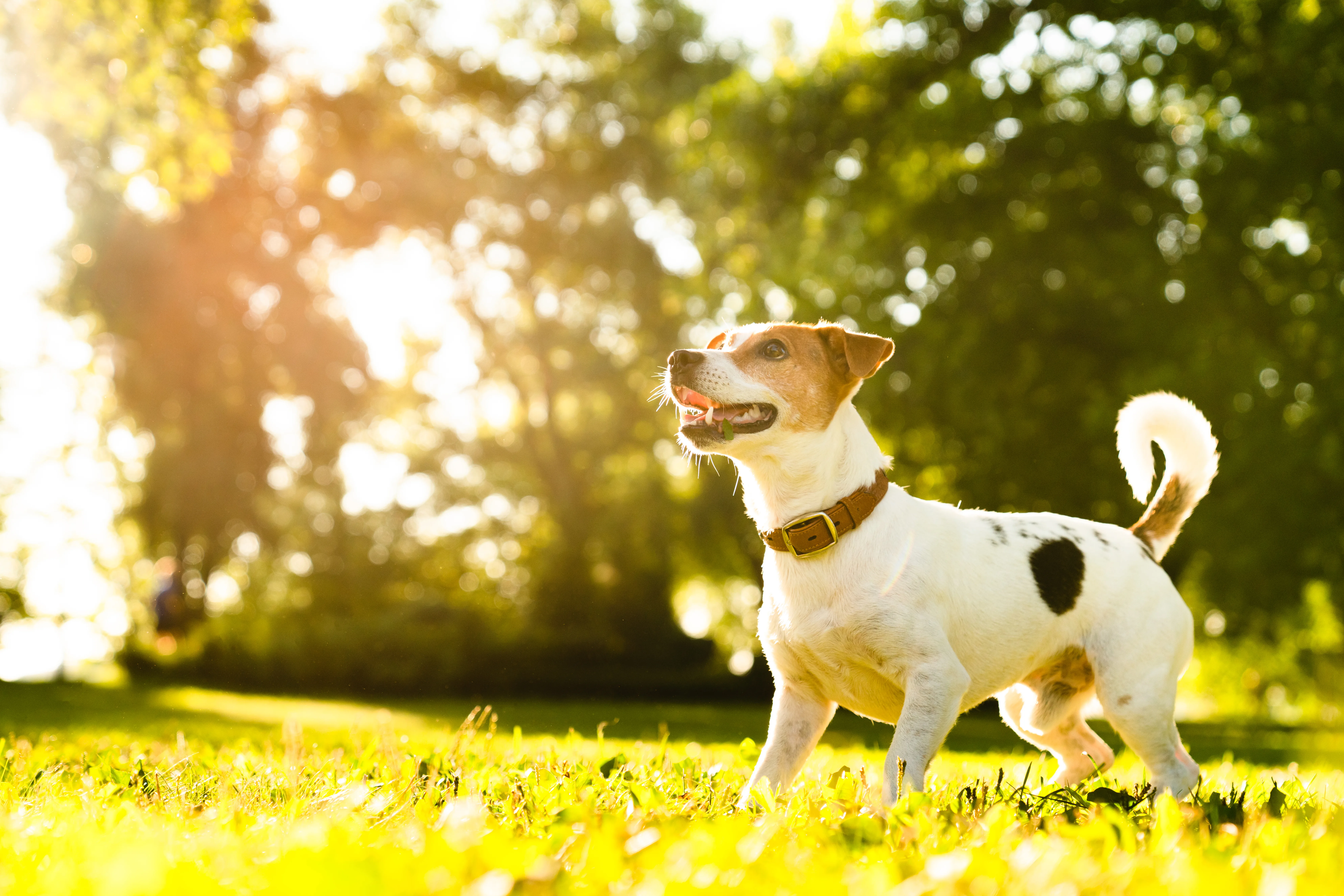 How Dogs Help Students Stay Calm During Academic Pressure 2 How Dogs Help Students Stay Calm During Academic Pressure