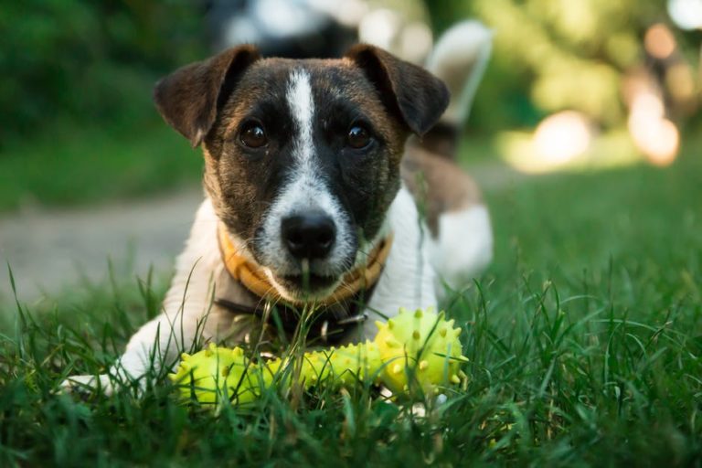 4 Supplements for Dogs That You Should Know About 14 4 Supplements for Dogs That You Should Know About