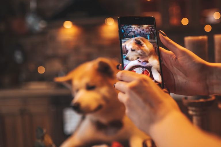 Sharing Dog Training Tips Just Got Easier (Even If You're Not a Tech Person)