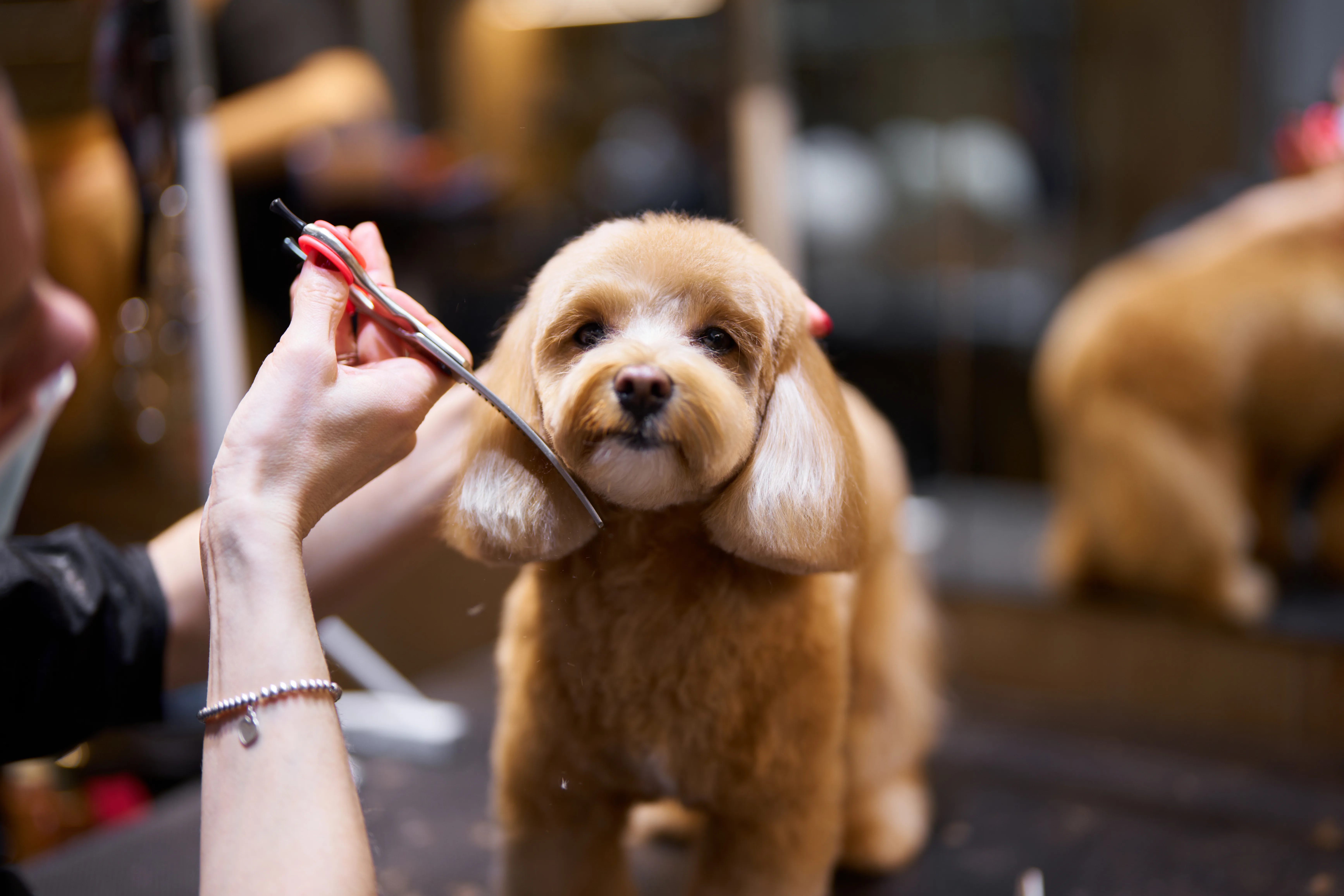Best 8 Dog Grooming NYC Services for All Breeds in 2026 2 Best 8 Dog Grooming NYC Services for All Breeds in 2026