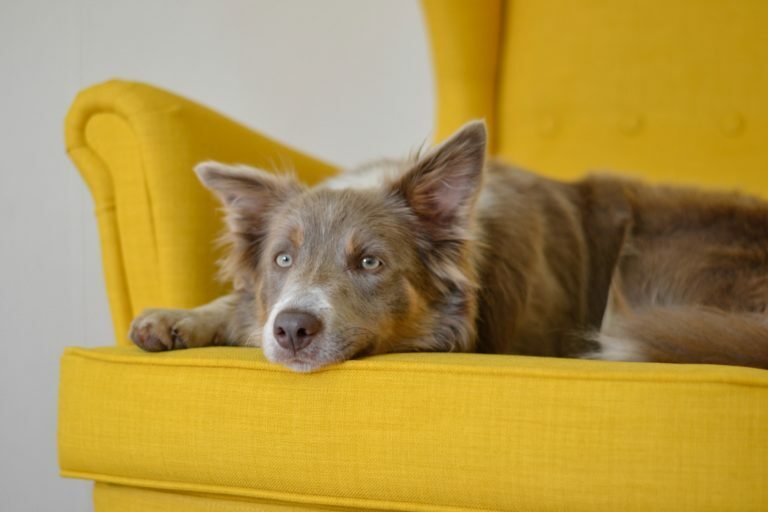 How To Calm An Anxious Dog (Simple, Practical Tips) 31 How To Calm An Anxious Dog (Simple, Practical Tips)