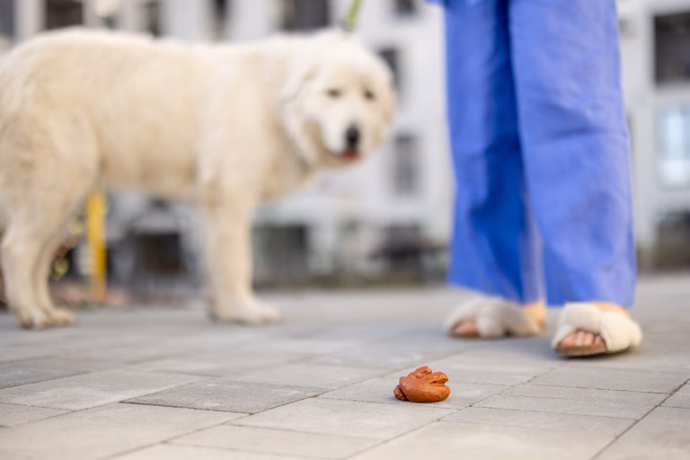 Why Do Dogs Eat Poop? (And 3 Easy Ways To Stop It) 22 Why Do Dogs Eat Poop? (And 3 Easy Ways To Stop It)