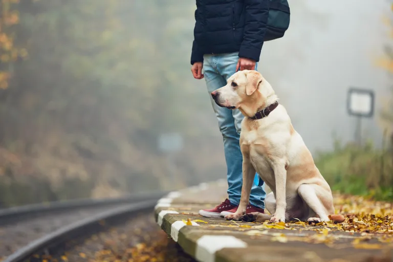 How to Prepare Your Home Before Your Dog Goes to a Board and Train Program 13 How to Prepare Your Home Before Your Dog Goes to a Board and Train Program