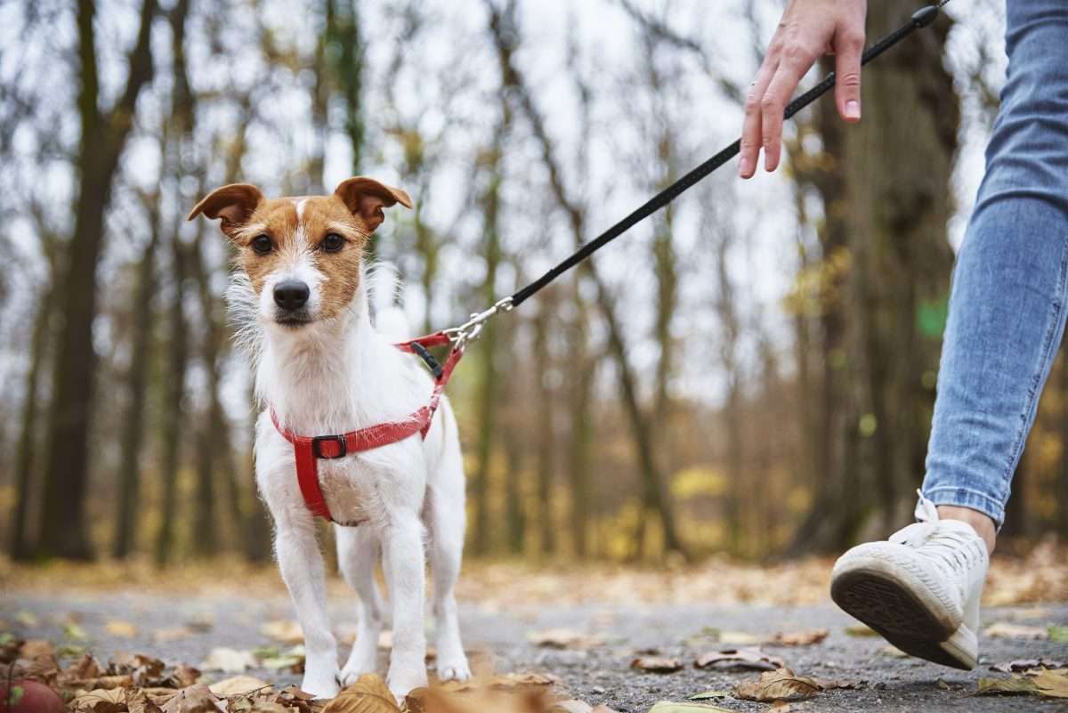 Dog Walking Tips: Ways To Improve Your Dog Walking Experience 2 Dog Walking Tips: Ways To Improve Your Dog Walking Experience