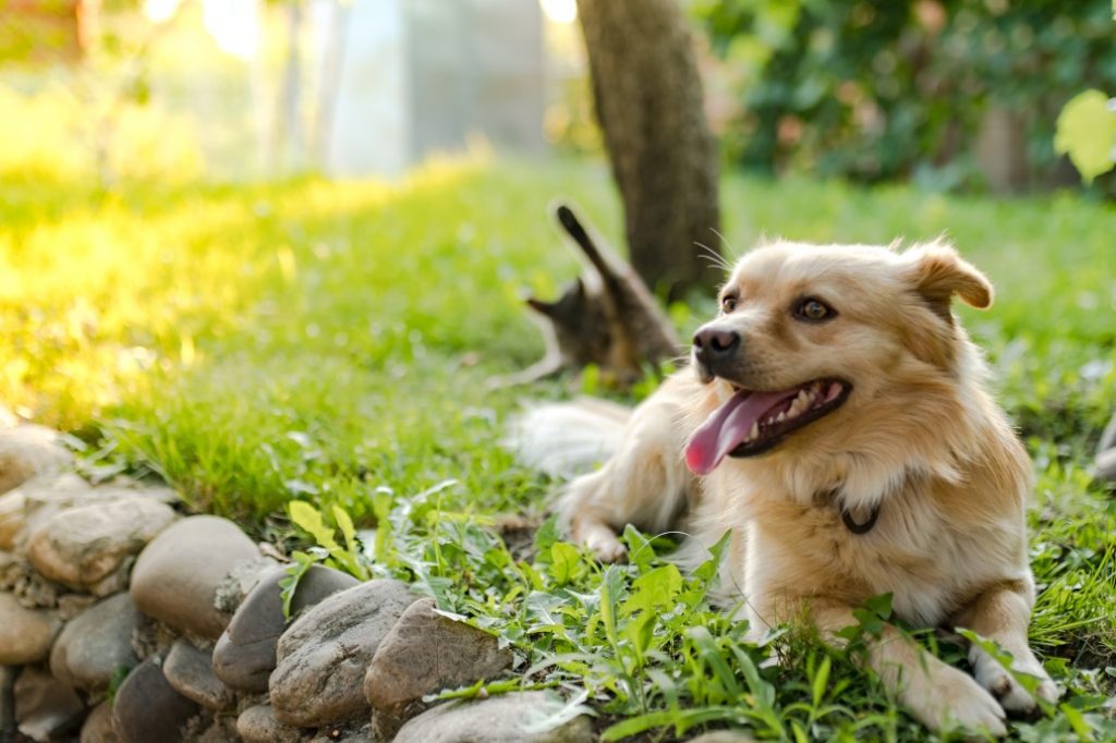 Allergies in Dogs (A Comprehensive Guide to Canine Allergies) 2 Allergies in Dogs (A Comprehensive Guide to Canine Allergies)