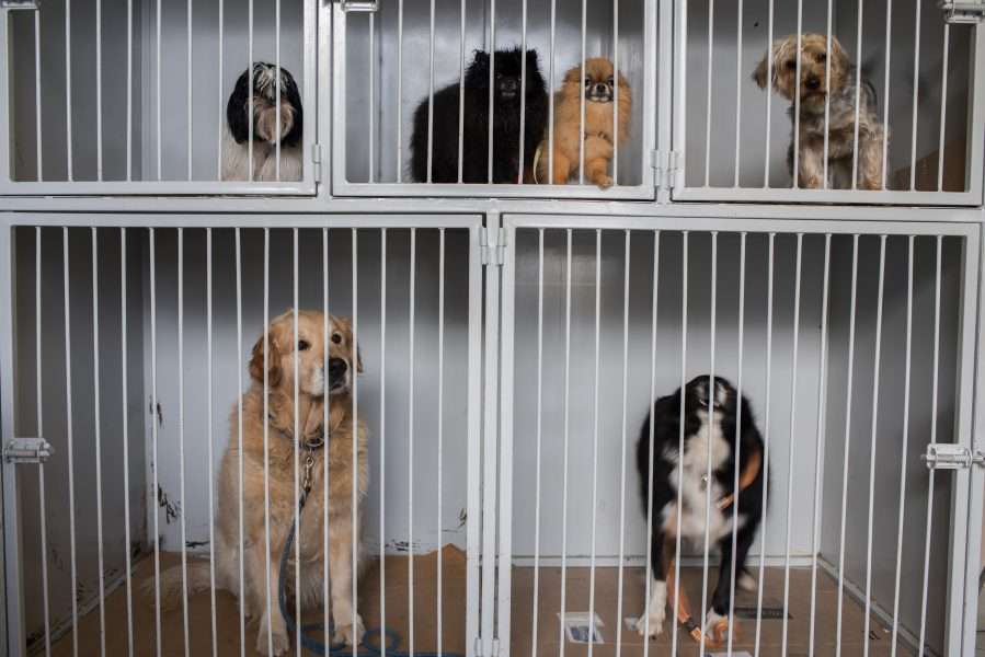 The Veterinarian Suicide Rate Should Shock You 3 The Veterinarian Suicide Rate Should Shock You