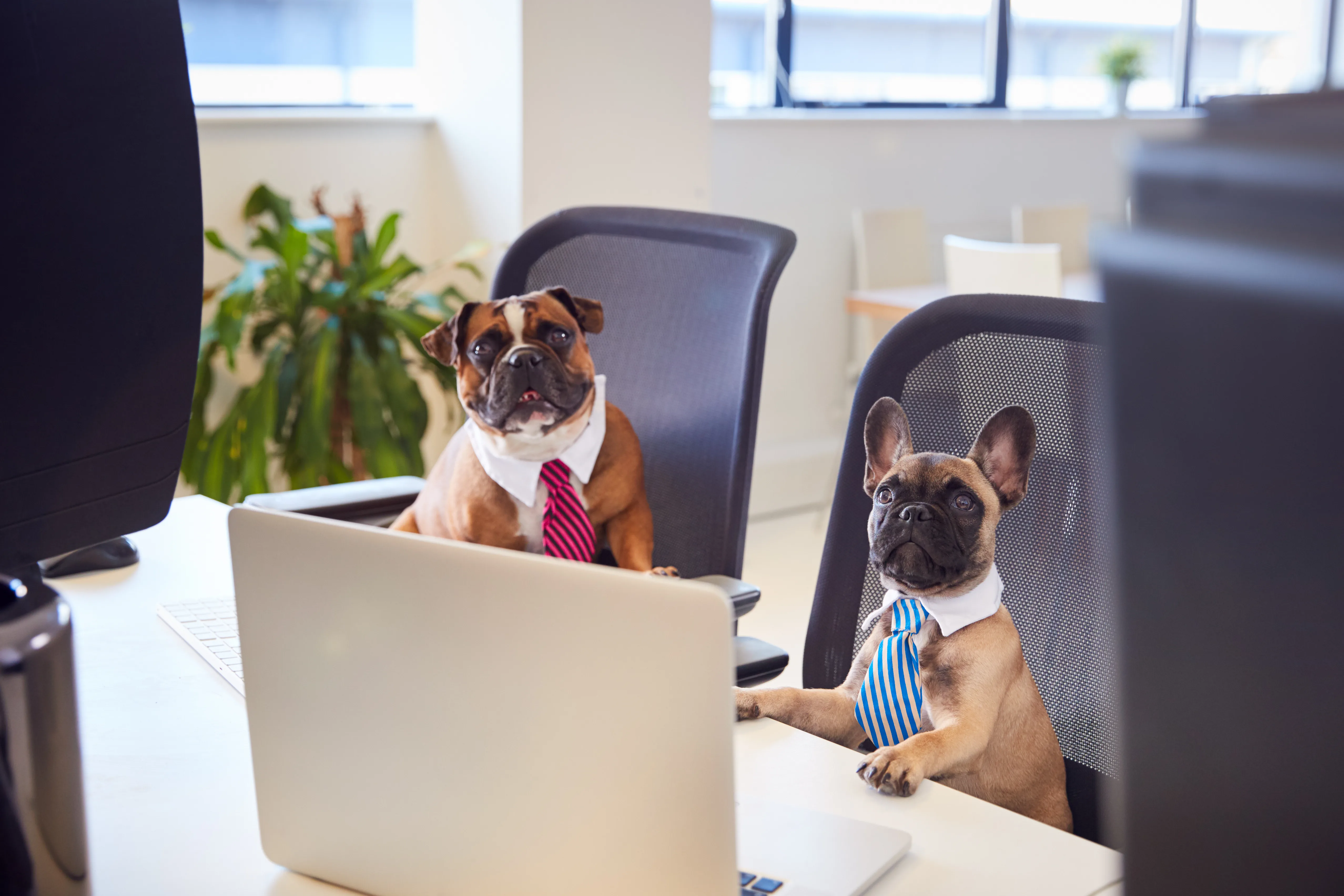 Technology And Dogs: Innovations Enhancing Canine Care And Communication