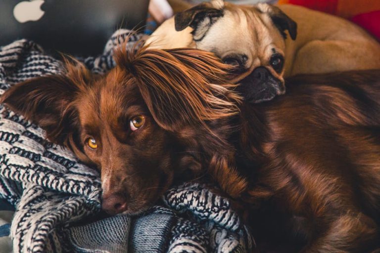 Why Dogs Sleeping in the Bedroom Is a Good Thing 77 Why Dogs Sleeping in the Bedroom Is a Good Thing