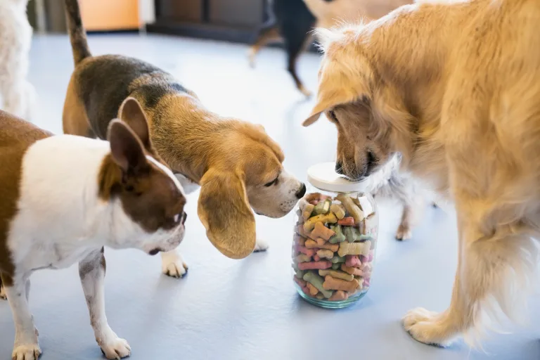 How to Choose the Right Dispensary for Your Wellness Needs in Florida (For You and Your Dog)