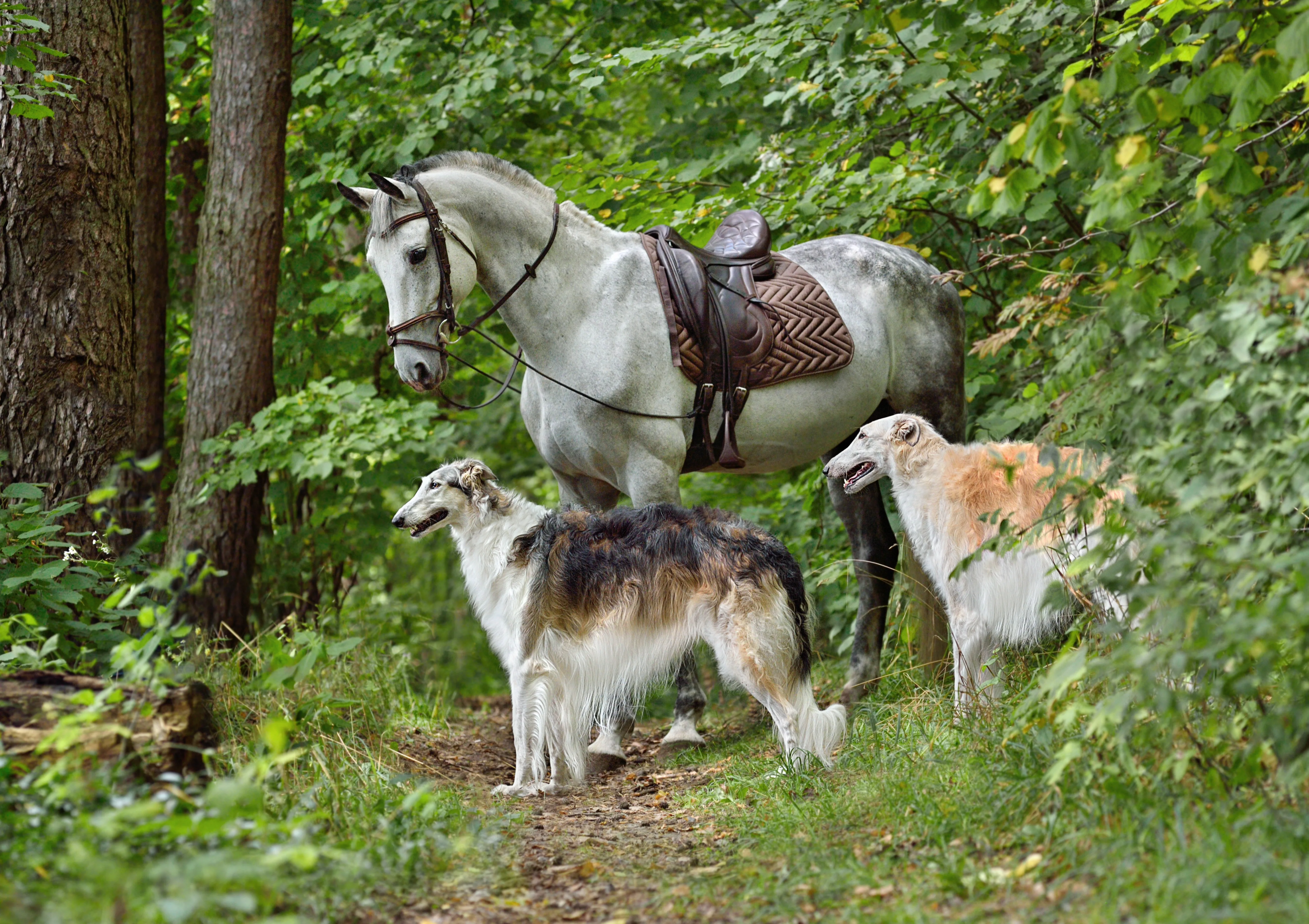 Can Dogs and Horses Share a Yard without Stress? 2 Can Dogs and Horses Share a Yard without Stress?
