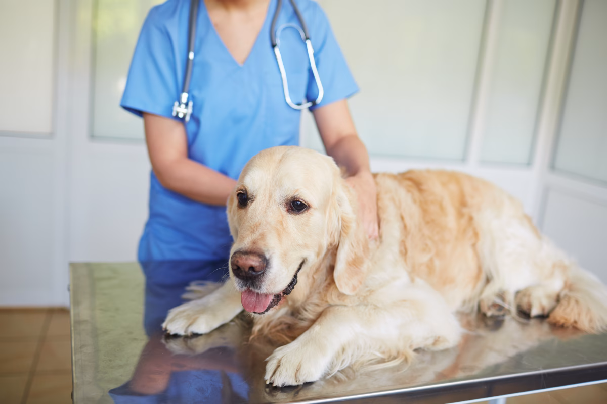 Healing from Within: How Stem Cells Are Transforming the Way We Treat Arthritis in Dogs