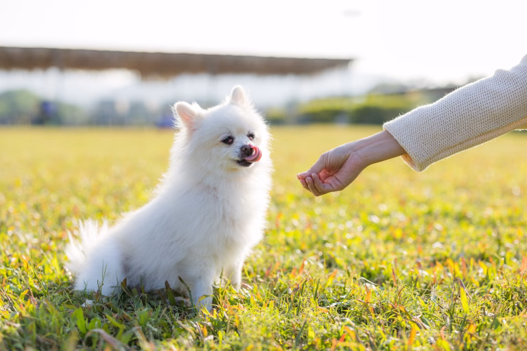 How Does It Take Medterra CBD Pet Calming Chews to Work?