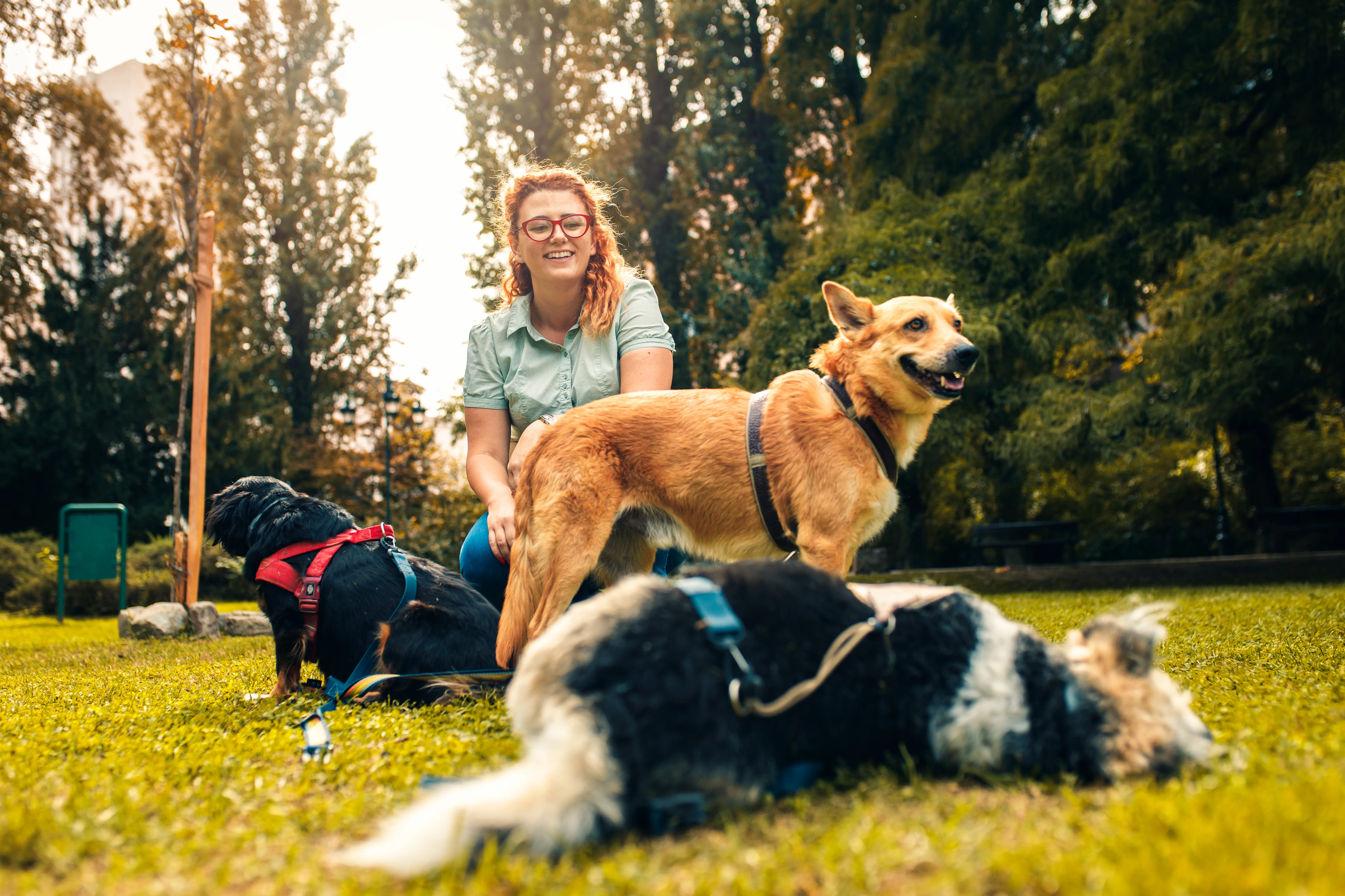 Is Your Dog Ready for Daycare? A Trainer-Aligned Readiness Checklist 3 Is Your Dog Ready for Daycare? A Trainer-Aligned Readiness Checklist