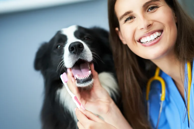 Why Dental Care Should Start Early in a Dog’s Life