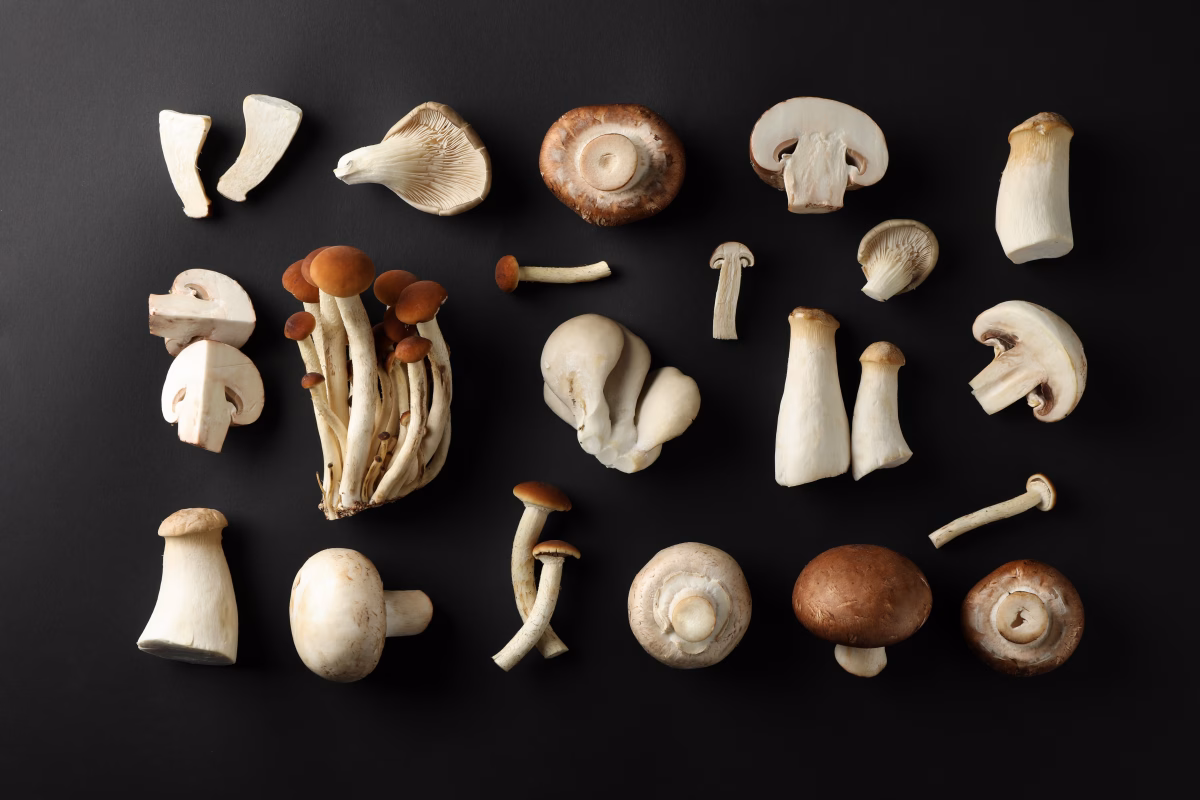 Finding the Perfect Mushroom Supplements for Dogs: Key Considerations