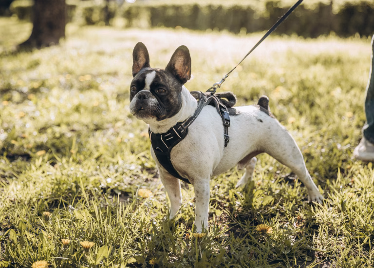 Dog Harnesses for French Bulldogs: What the Data and Vets Say