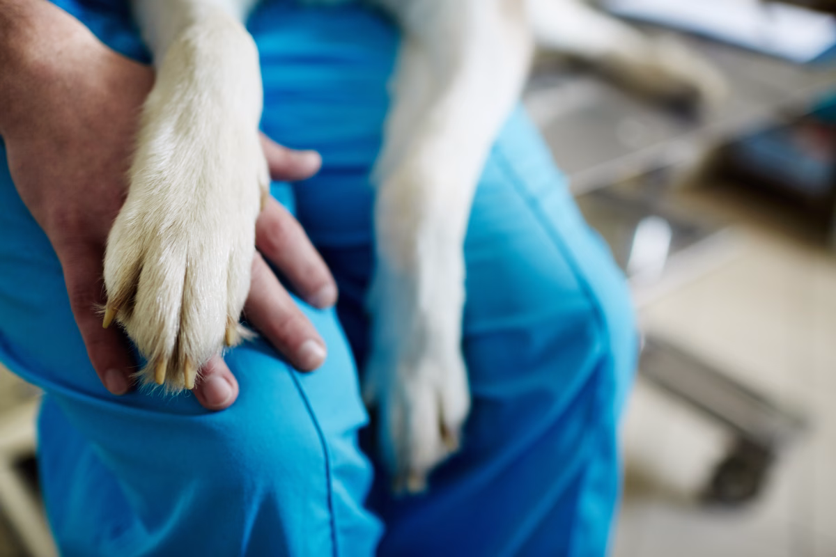 Healing from Within: How Stem Cells Are Transforming the Way We Treat Arthritis in Dogs
