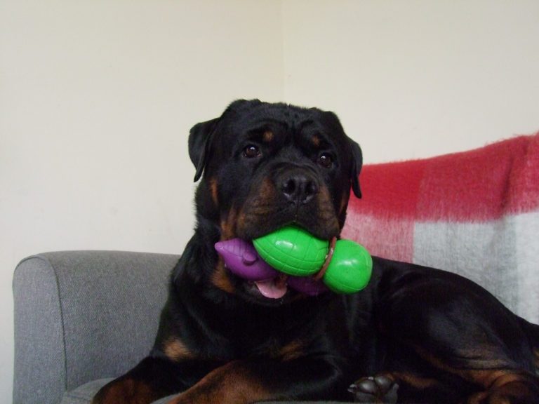 How Durable Are the New Busy Buddy Dog Toys? We Found Out
