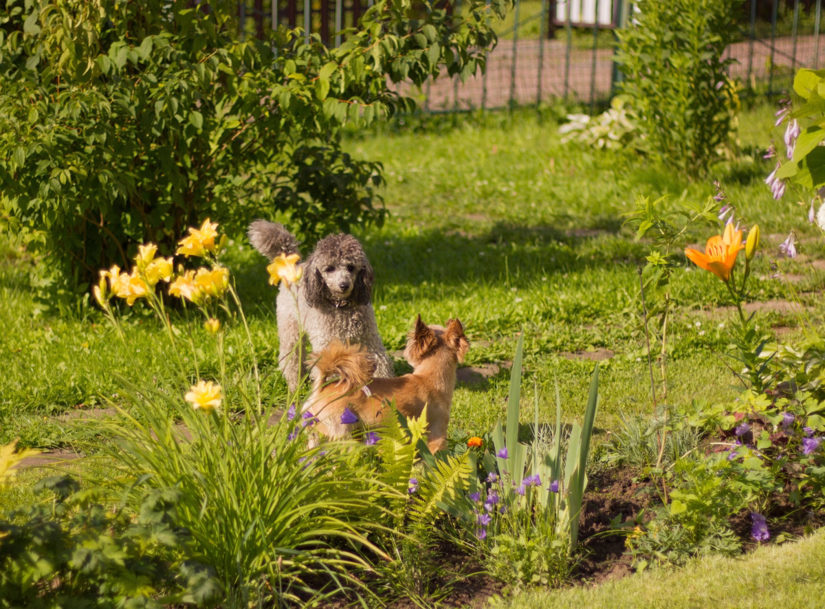 7 Ways To Make Your Garden More Dog Friendly