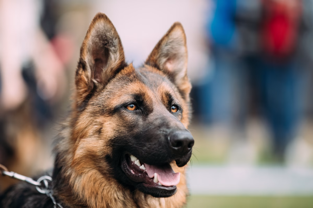 Choosing The Perfect Shepherd Breed Dog For Your Family