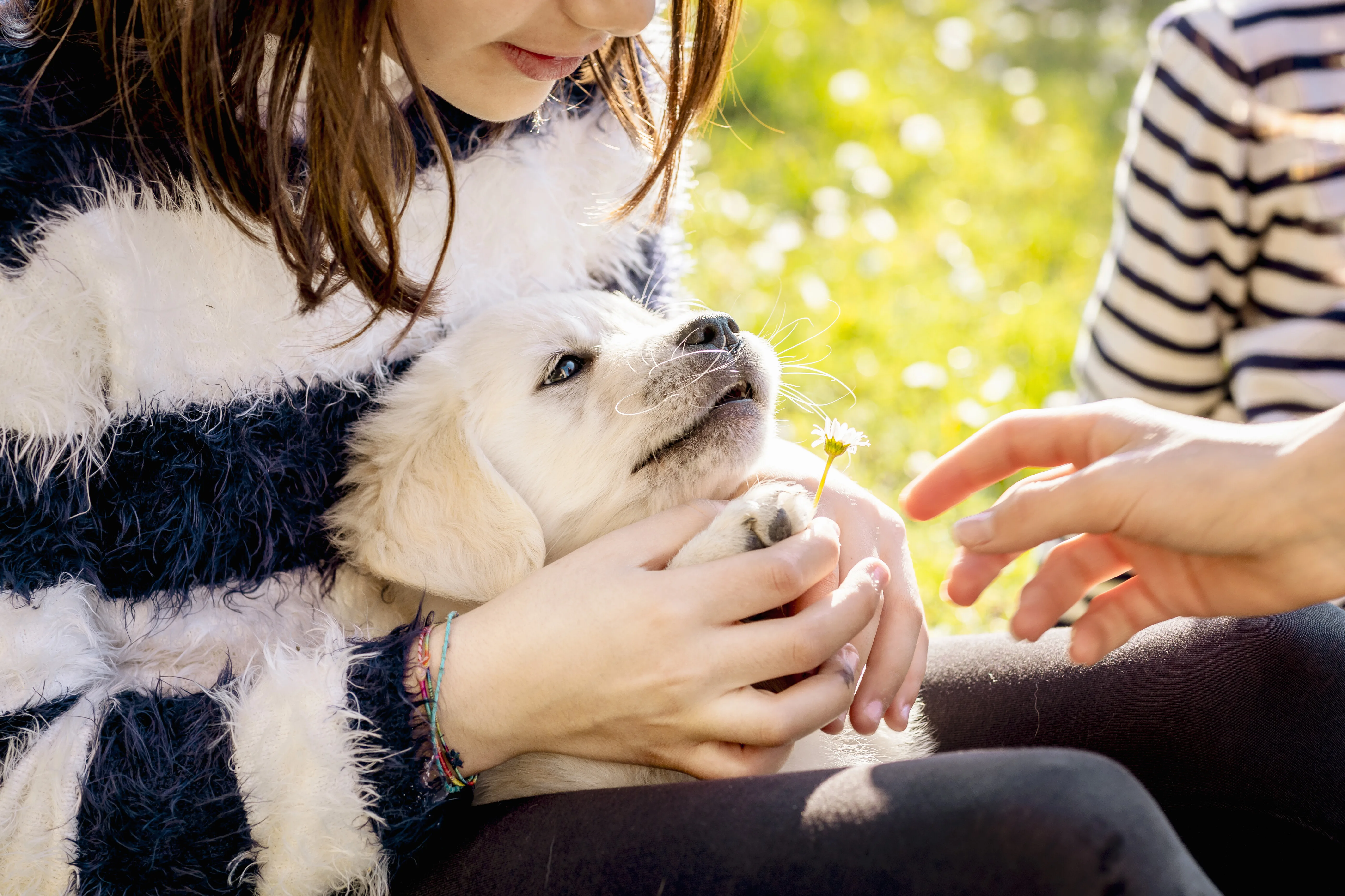 Ranking and Testing the Best Pet Insurance Companies in Washington (2026 Guide) 1 Ranking and Testing the Best Pet Insurance Companies in Washington (2026 Guide)