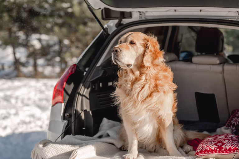 How to Keep Your Pet Cool and Comfortable While Traveling in Hot Climates 10 How to Keep Your Pet Cool and Comfortable While Traveling in Hot Climates