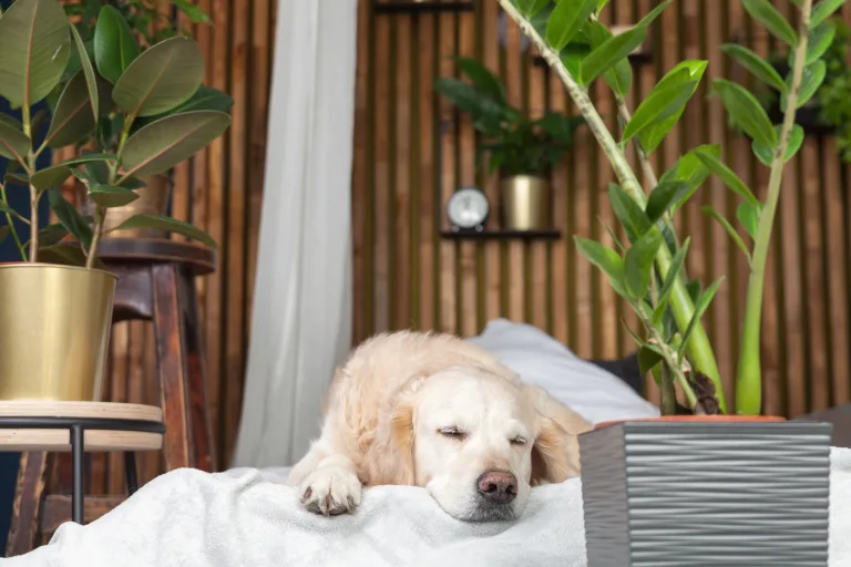 Creating the Perfect Indoor Climate for Dogs: Room-by-Room Comfort Tips for Pet Owners 9 Creating the Perfect Indoor Climate for Dogs: Room-by-Room Comfort Tips for Pet Owners