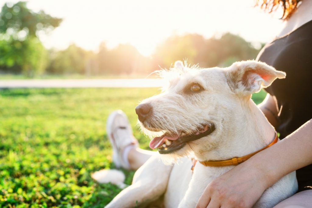 How One Dog's Sudden Change in Behaviour Would Go on to Save Her Owner 18 How One Dog's Sudden Change in Behaviour Would Go on to Save Her Owner