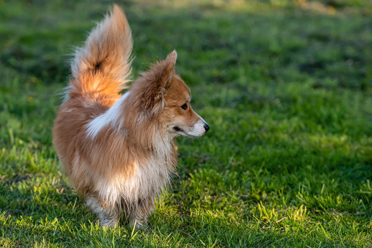 What Your Dog's Tail Is Really Saying (And Why You Might Be Missing It) 2 What Your Dog's Tail Is Really Saying (And Why You Might Be Missing It)