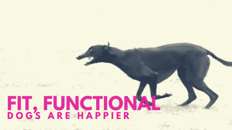 This Video of a Greyhound Running Will Make You Realise Something