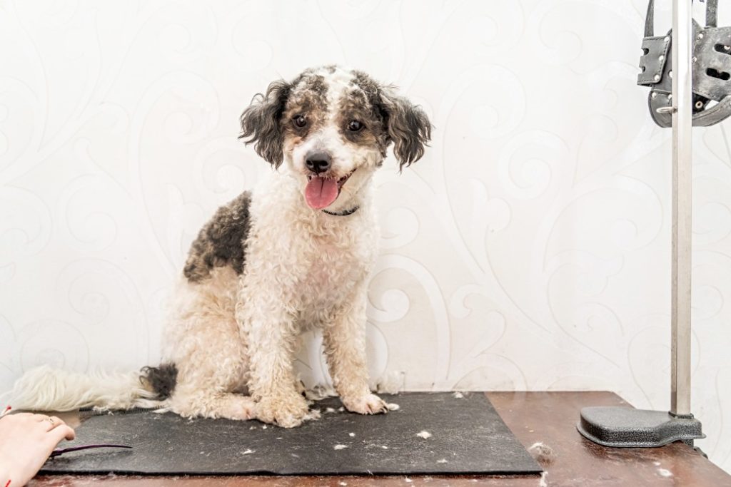 The Best Ways To Keep Dogs Cool in Hot Weather 24 The Best Ways To Keep Dogs Cool in Hot Weather