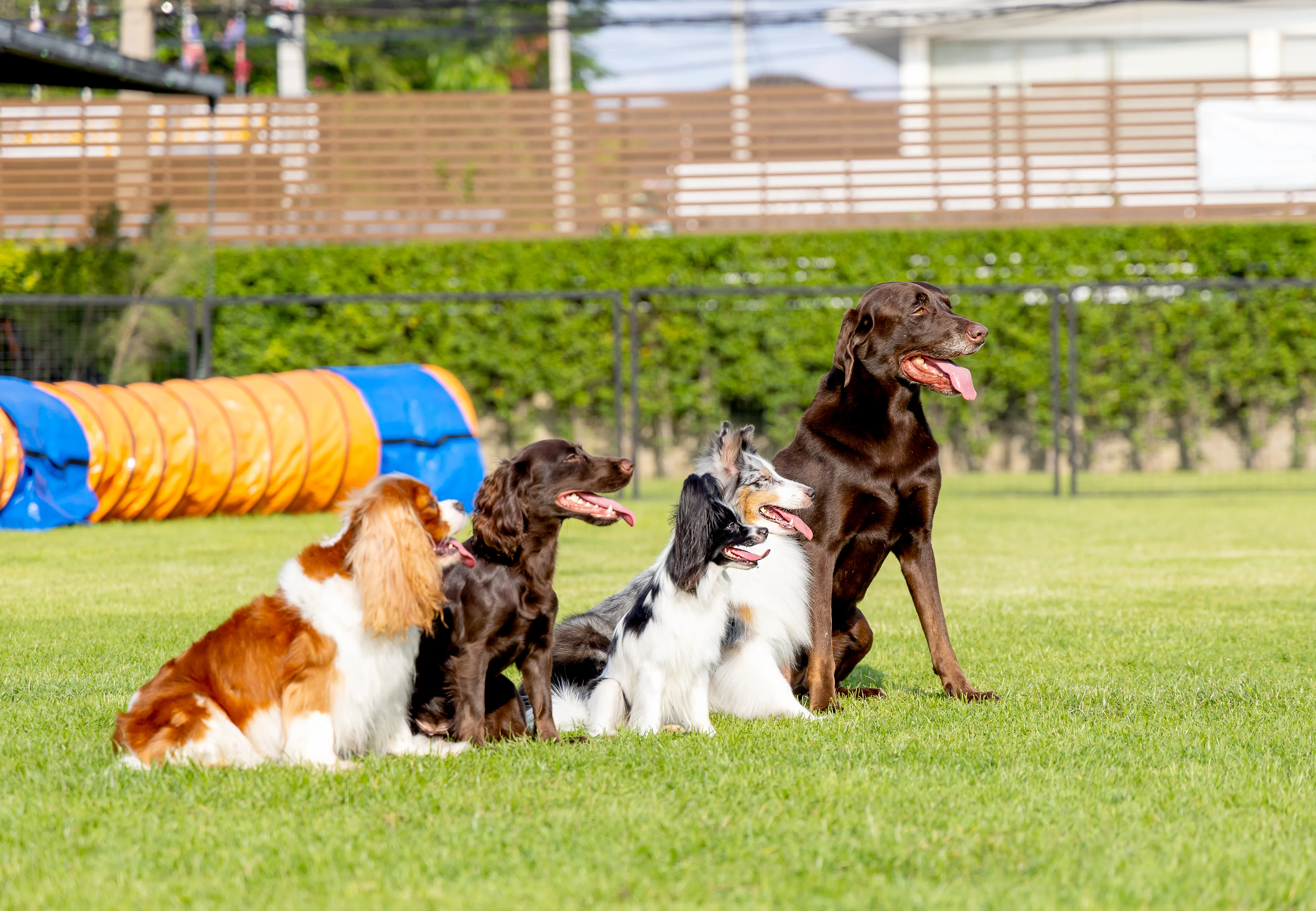 How to Prepare Your Home Before Your Dog Goes to a Board and Train Program 2 How to Prepare Your Home Before Your Dog Goes to a Board and Train Program
