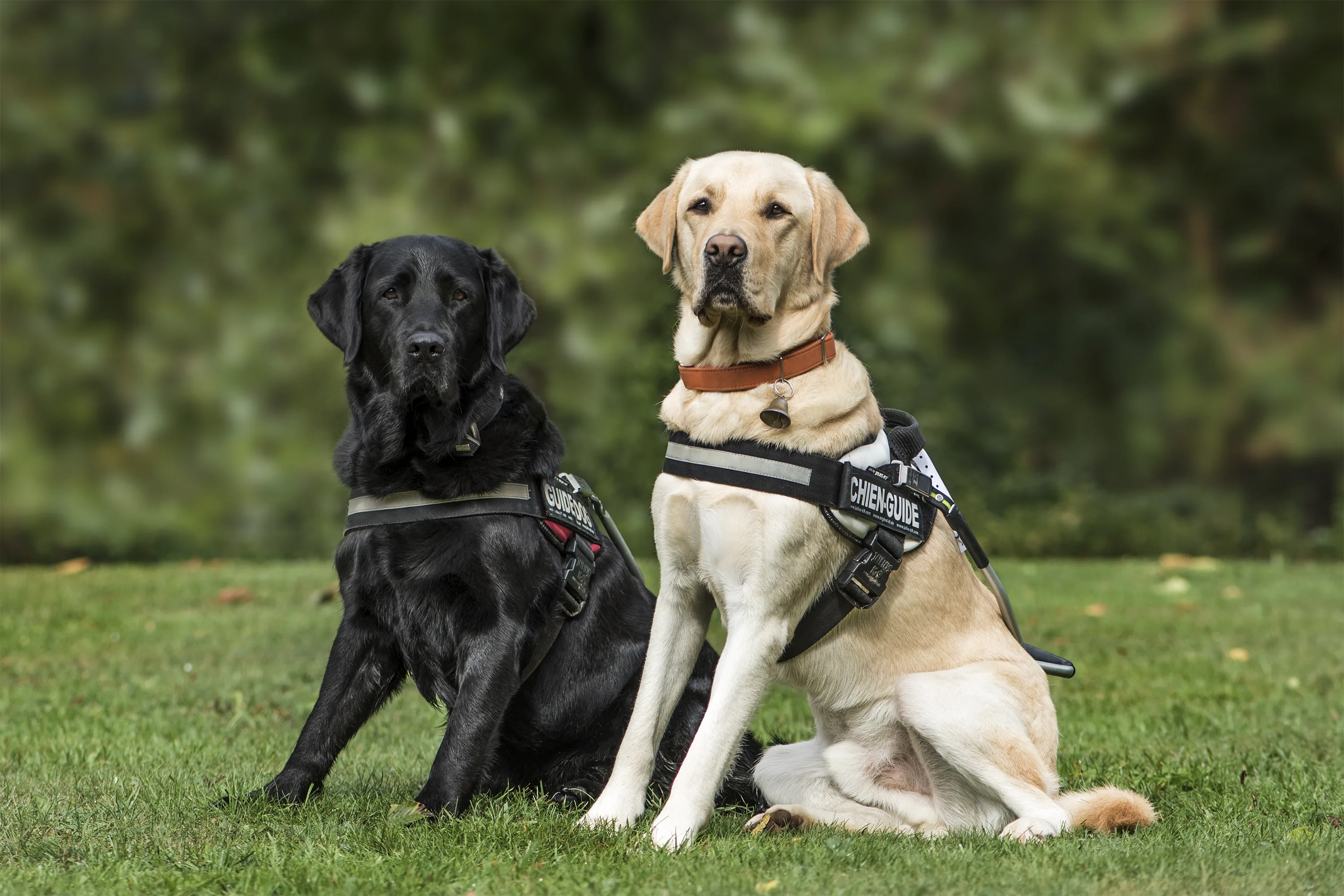 Anxious Pets as Emotional Support Animals: What Owners Need to Know and How to Help Them Thrive 2 Anxious Pets as Emotional Support Animals: What Owners Need to Know and How to Help Them Thrive