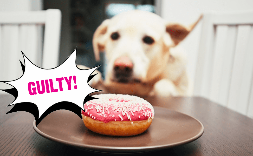 10 Most Common Dog Owner Mistakes [Do You Do This?]