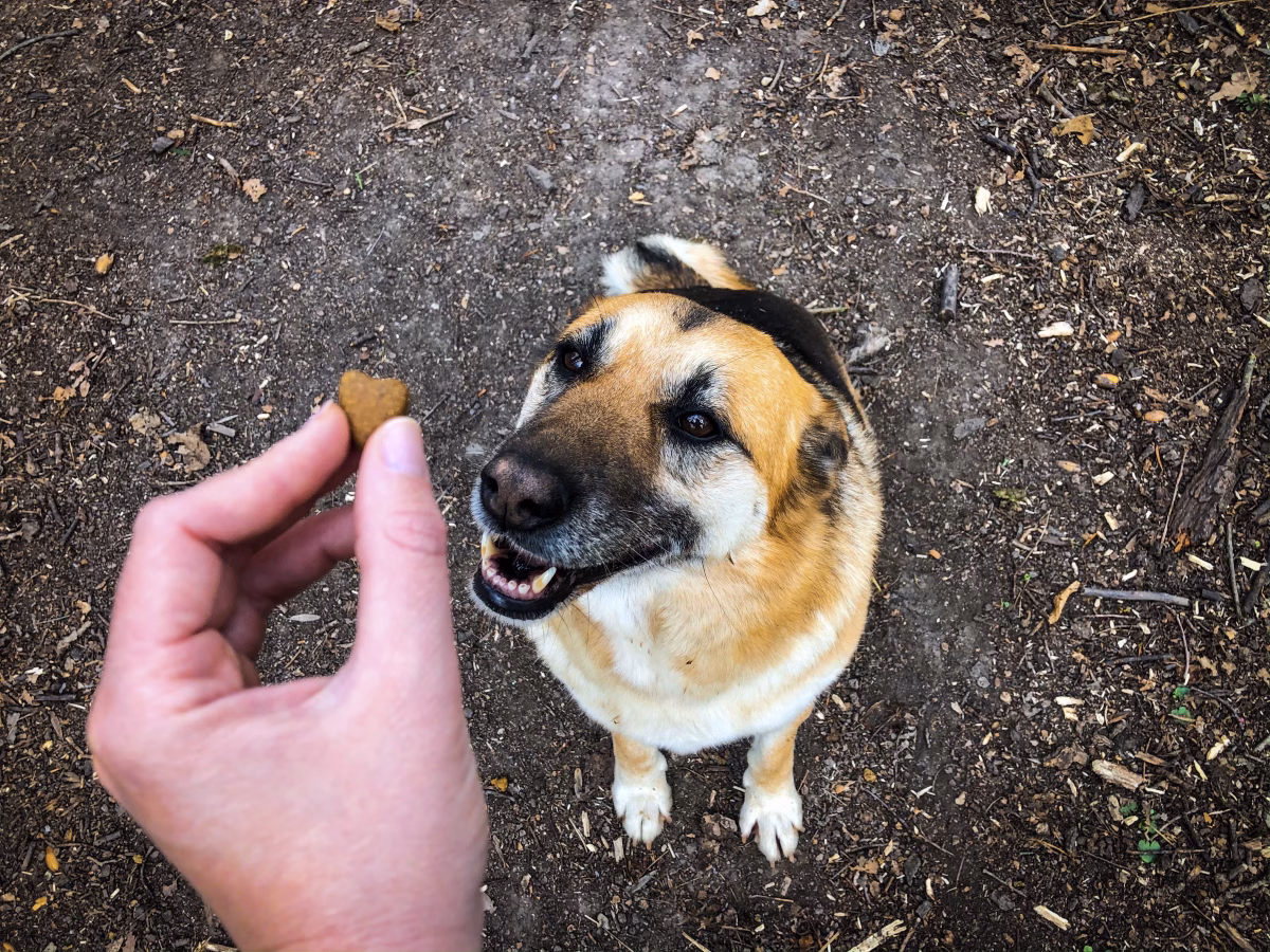 7 Mistakes to Avoid When Using Treats to Train Your Dog
