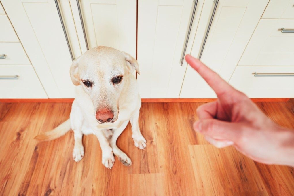 Punishment vs Reward - Which Dog Training Method Works Best? 4 Punishment vs Reward - Which Dog Training Method Works Best?