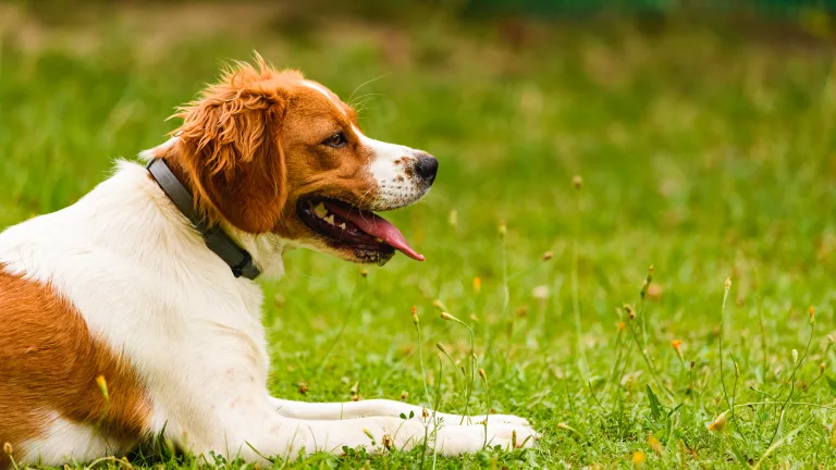 Best GPS Dog Fences for Escape-Prone Breeds in 2026 5 Best GPS Dog Fences for Escape-Prone Breeds in 2026
