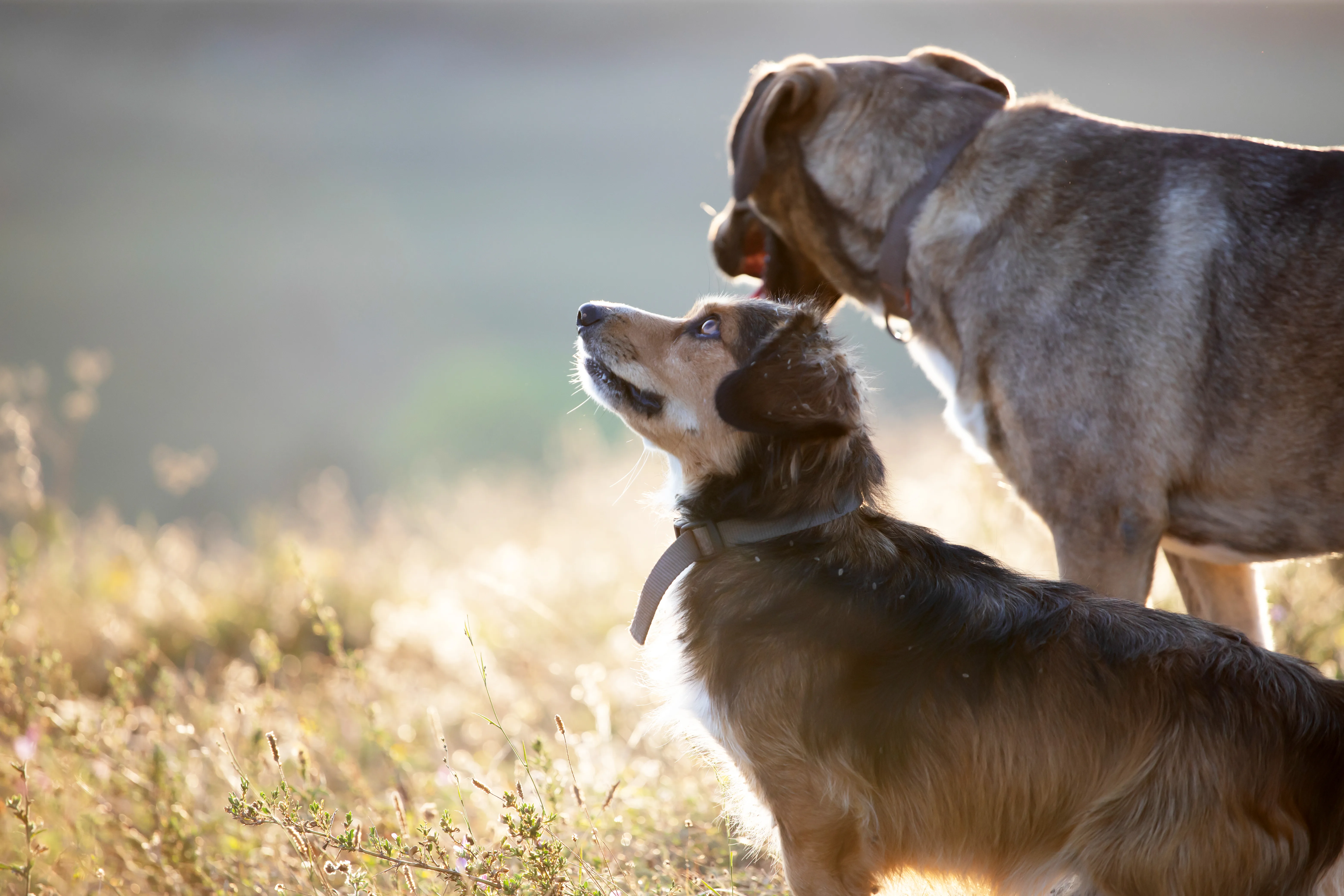 When Your Dog’s Micro Habits Quietly Shape Their Whole Well Being Over Time 2 When Your Dog’s Micro Habits Quietly Shape Their Whole Well Being Over Time