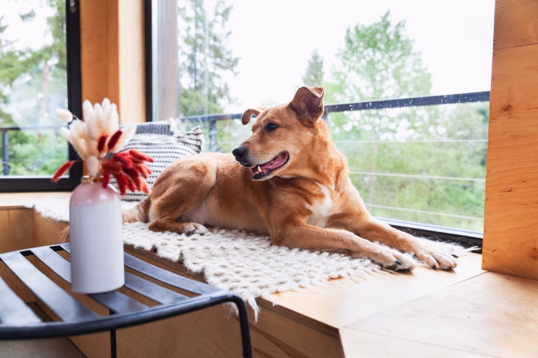 How to Improve a Dog's Quality of Life in an Apartment 41 How to Improve a Dog's Quality of Life in an Apartment