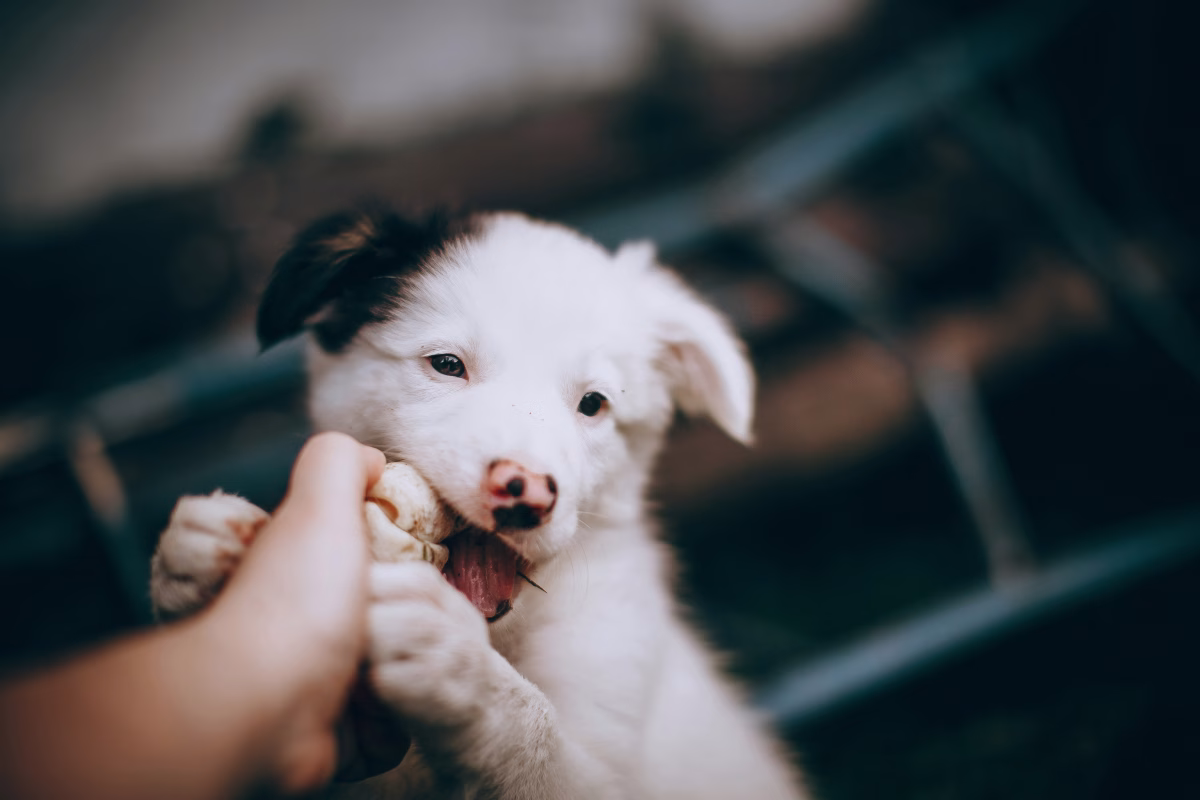 The Hidden Costs of Skipping Dog Training (Your Pet Deserves Better)