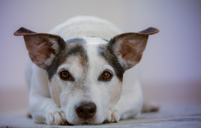 My Dog's Been Diagnosed With Hemangiosarcoma - What Happens Now?