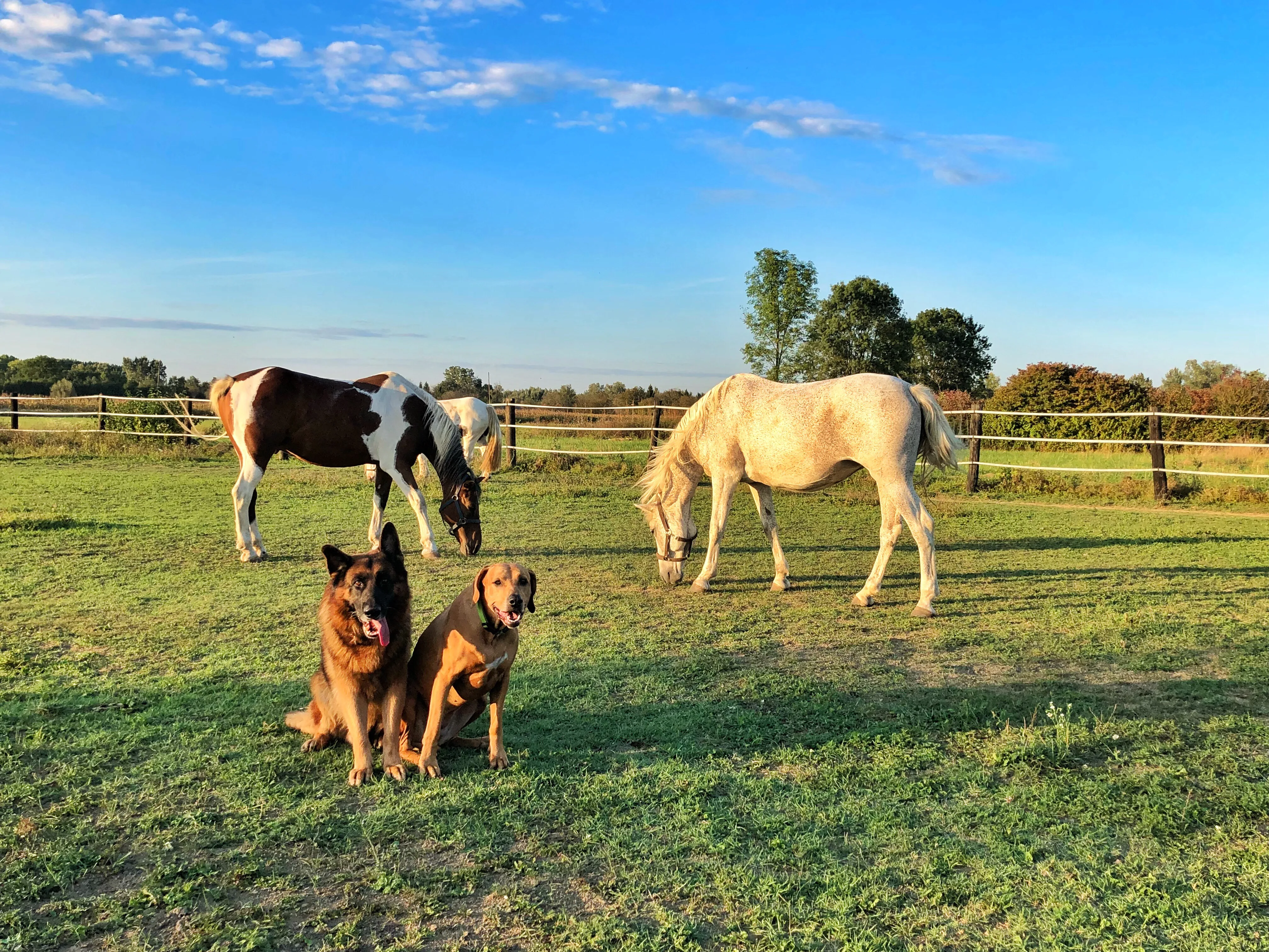 Can Dogs and Horses Share a Yard without Stress? 1 Can Dogs and Horses Share a Yard without Stress?
