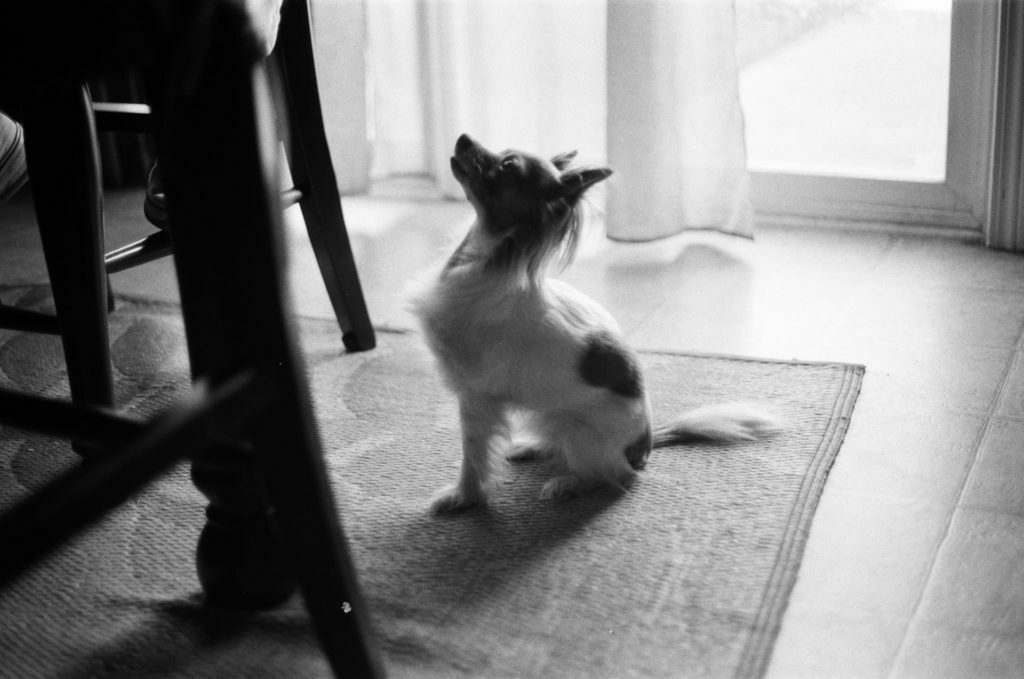 10 Most Common Dog Owner Mistakes [Do You Do This?]