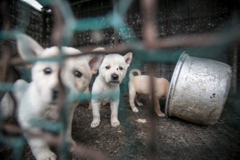 Meet the Dogs Saved from South Korea’s Bok Nal Festival