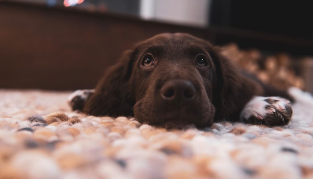 10 Most Common Dog Owner Mistakes [Do You Do This?]