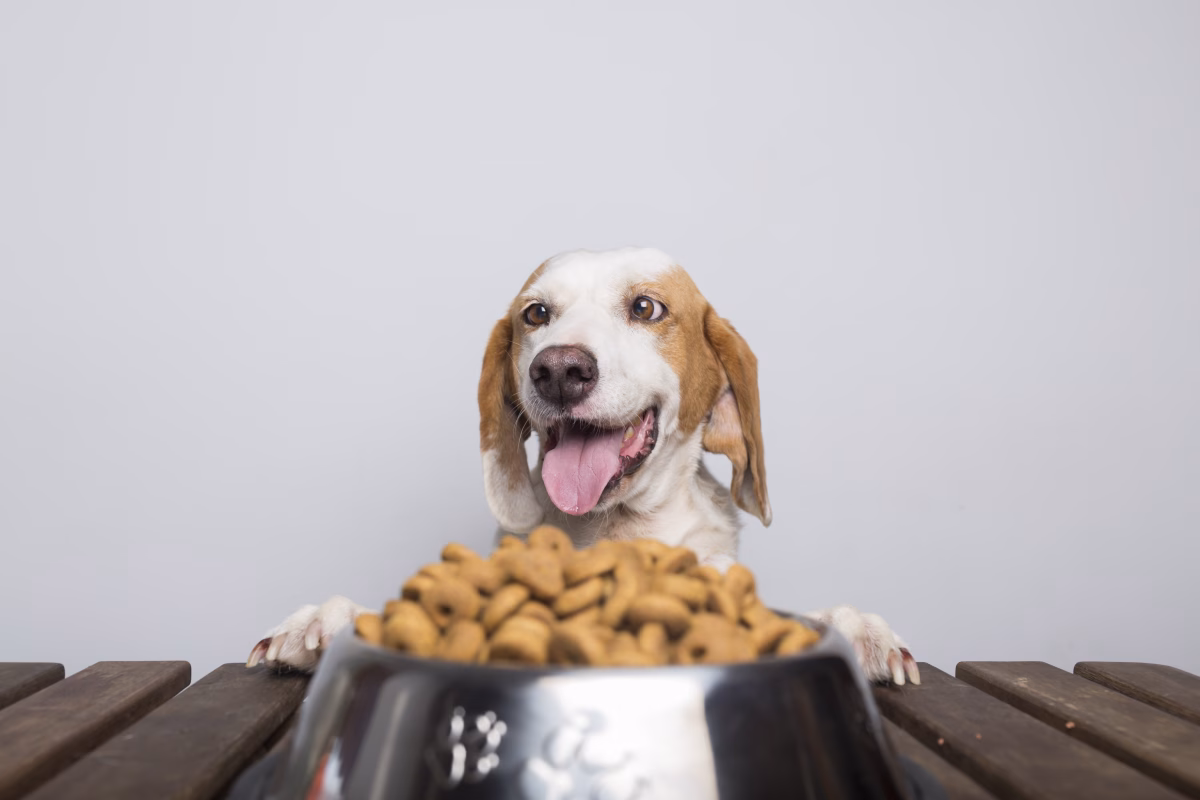 Top-Rated Freeze Dried Dog Food
