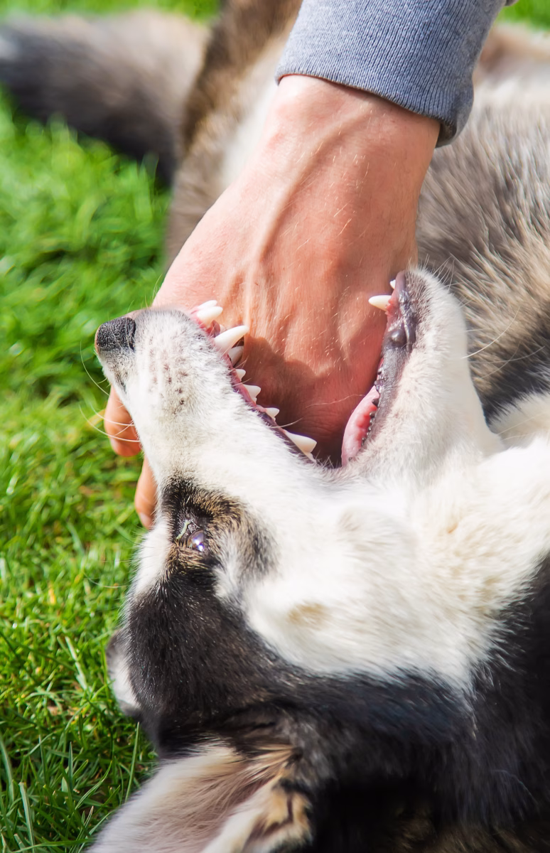 Understanding Dog Bite Liability in Oklahoma 2 Understanding Dog Bite Liability in Oklahoma